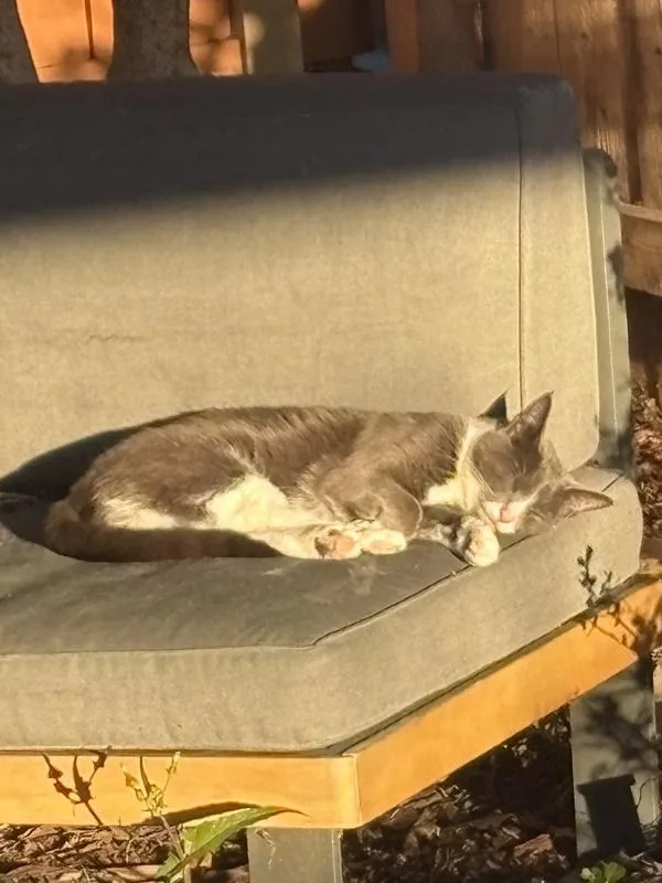 An adult small-sized female Domestic Short Hair cat named Frankie for adoption in Oceanside, CA