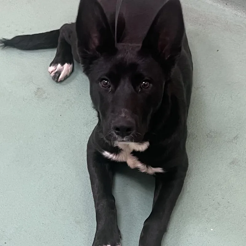 A young medium-sized male Black Mixed Breed dog named Mitchelle for adoption in Memphis, TN