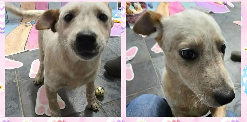 A baby large-sized female Australian Cattle Dog / Blue Heeler dog named Cordelia for adoption in Newport, KY