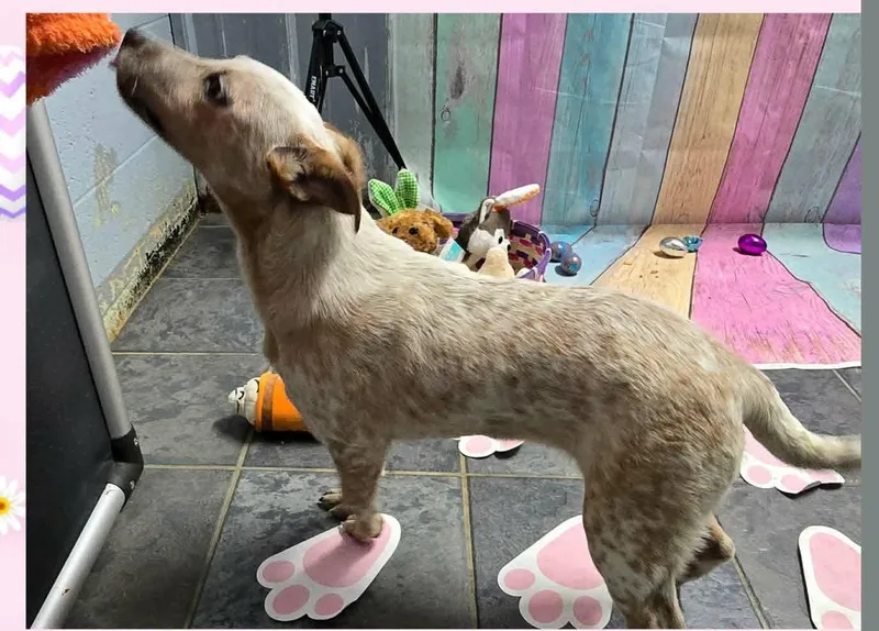 Cordelia thumbnail 2