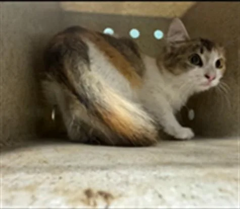 A baby medium-sized female Domestic Short Hair cat named Felicia for adoption in Baldwin Park, CA
