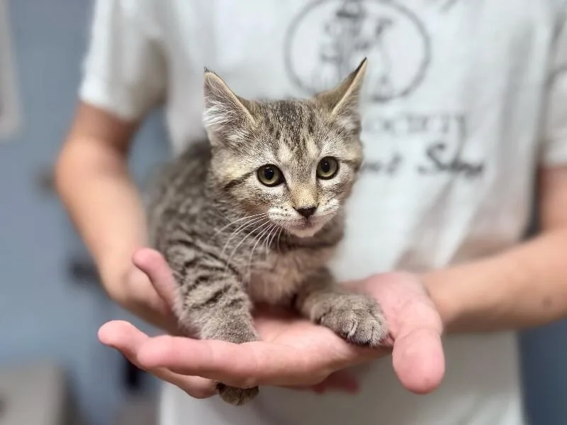 A young medium-sized female Domestic Short Hair cat named Snickerdoodle for adoption in Wooster, OH