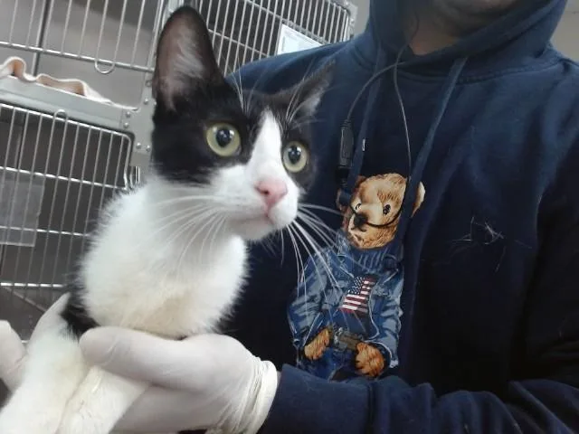 A young medium-sized female Domestic Short Hair cat named Rosie for adoption in Salinas, CA