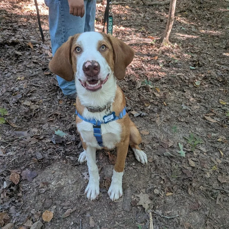 A young medium-sized male Retriever dog named Jeff for adoption in Wake Forest, NC