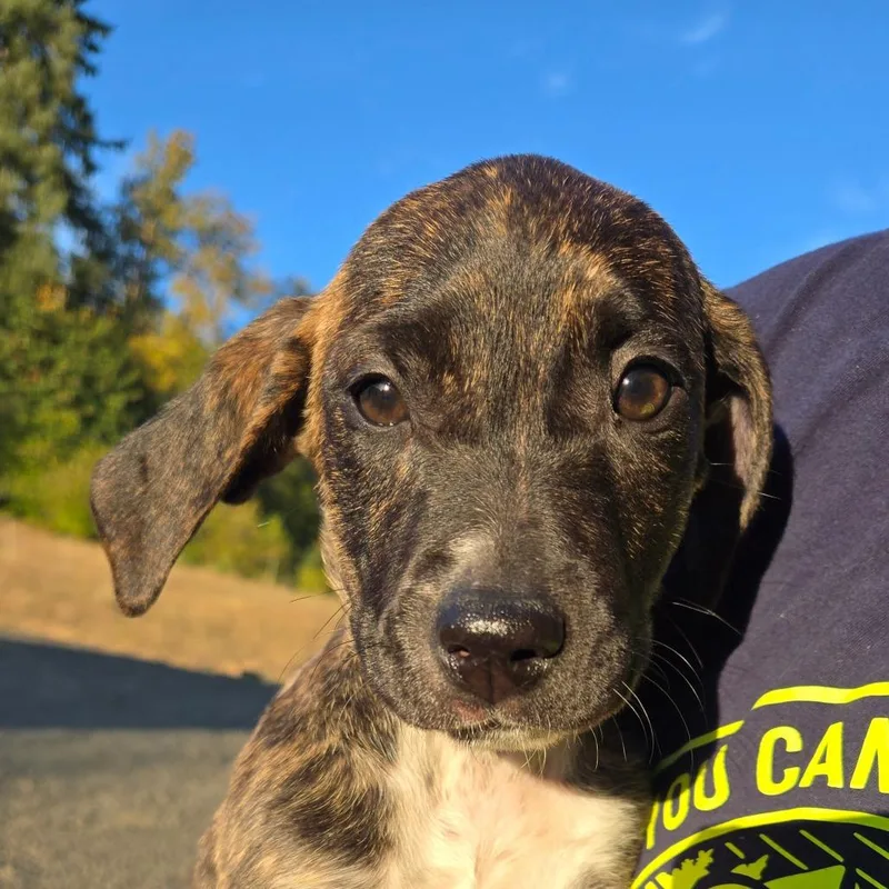 A baby small-sized female Brown / Chocolate Pit Bull Terrier dog named Taryn for adoption in Oakville, WA