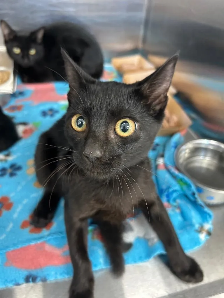 A baby medium-sized male Domestic Long Hair cat named Skeletor for adoption in Hartsville, SC