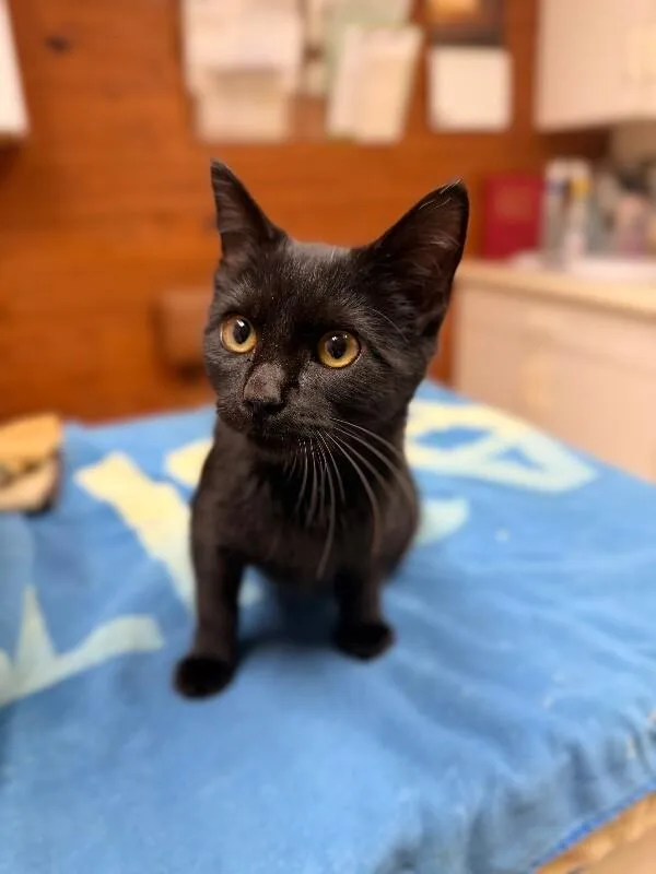 An adult medium-sized female Black Domestic Short Hair cat named Apple Strudel for adoption in Disputanta, VA