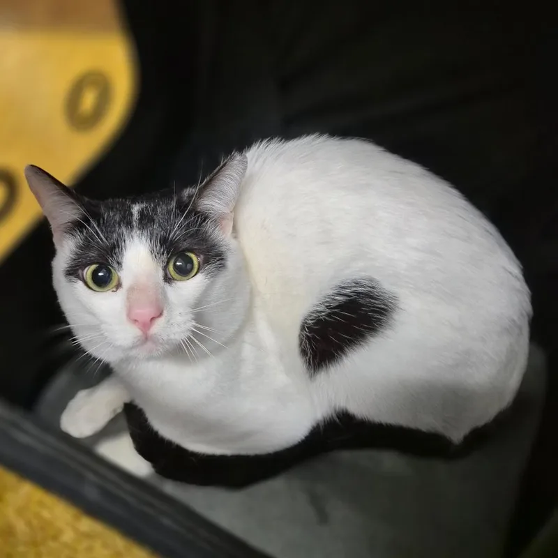 An adult medium-sized male White American Shorthair cat named Bucket for adoption in Wahiawa, HI