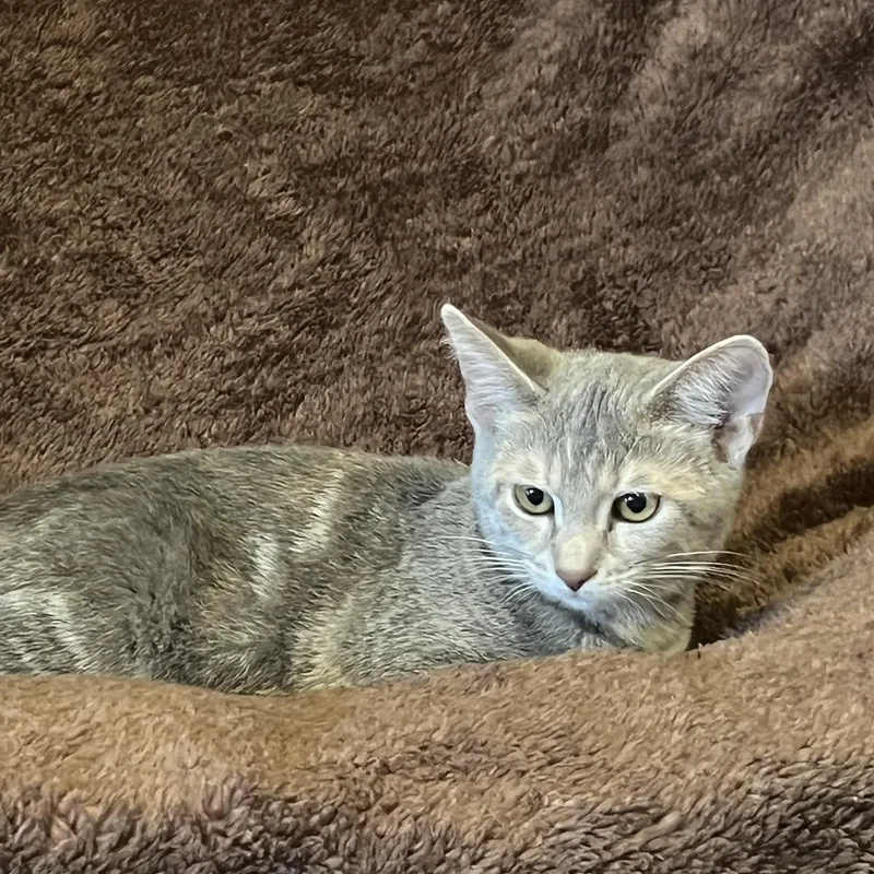 A young medium-sized female Dilute Tortoiseshell Domestic Short Hair cat named Shadow for adoption in Louisville, KY