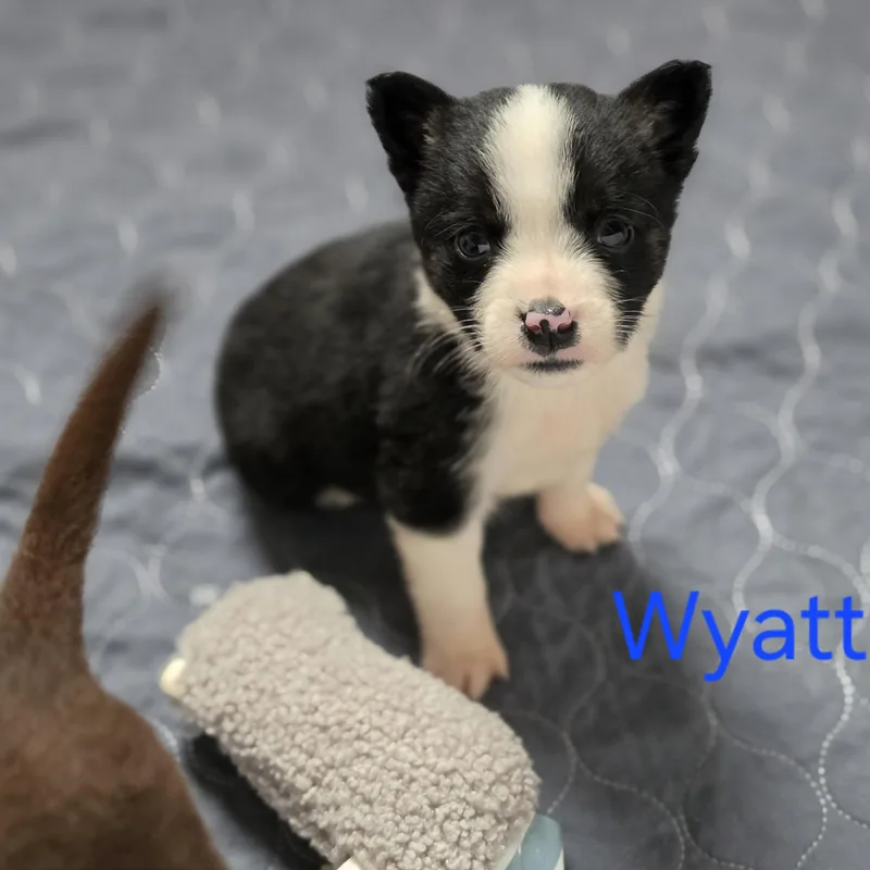A baby small-sized male Black Australian Shepherd dog named Wyatt for adoption in Blairstown, NJ