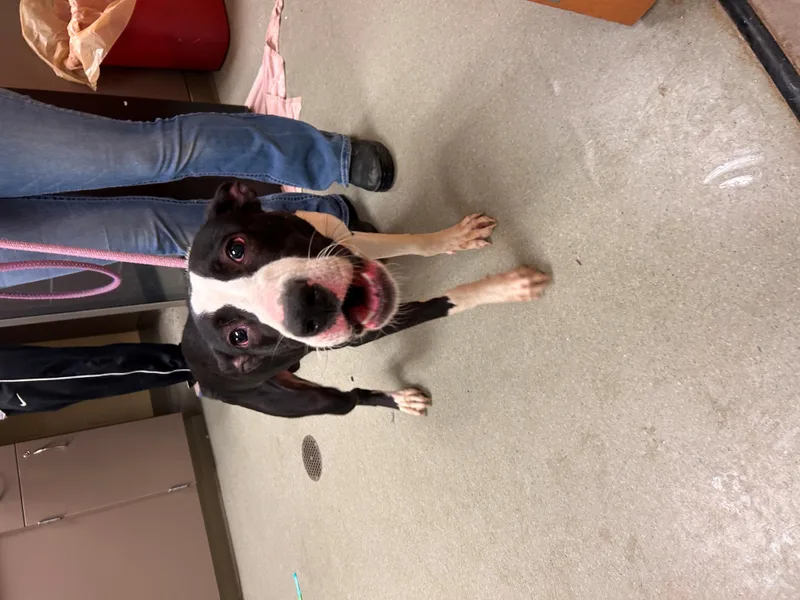 A young medium-sized male Border Collie dog named "cube" for adoption in Leavenworth, KS
