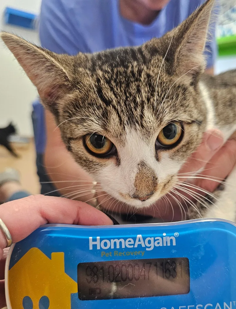 A baby medium-sized female Tabby (Brown / Chocolate) Domestic Short Hair cat named Cilantro for adoption in Norwalk, CT