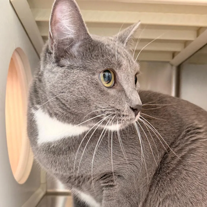 A young large-sized female American Shorthair cat named Pheobe for adoption in Norman, OK