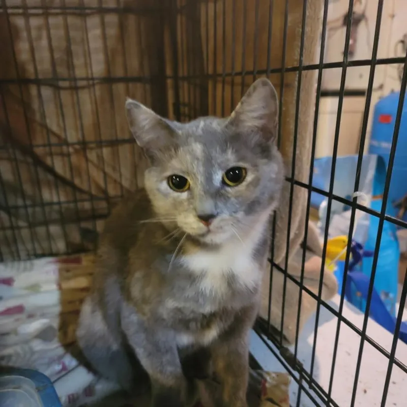 An adult medium-sized female Domestic Short Hair cat named Crescent for adoption in Hagerstown, MD