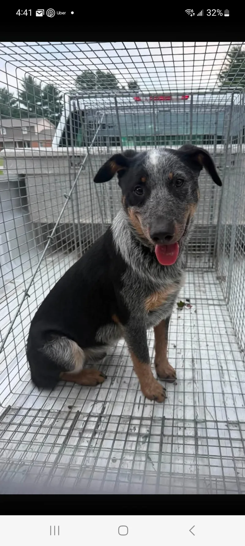 A baby medium-sized male Australian Cattle Dog / Blue Heeler dog named Bandit for adoption in Lewis Center, OH
