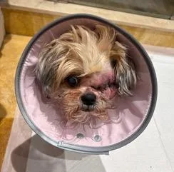 A senior small-sized female Shih Tzu dog named Sophie for adoption in Longwood, FL