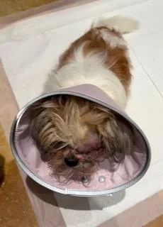 Sophie thumbnail 2