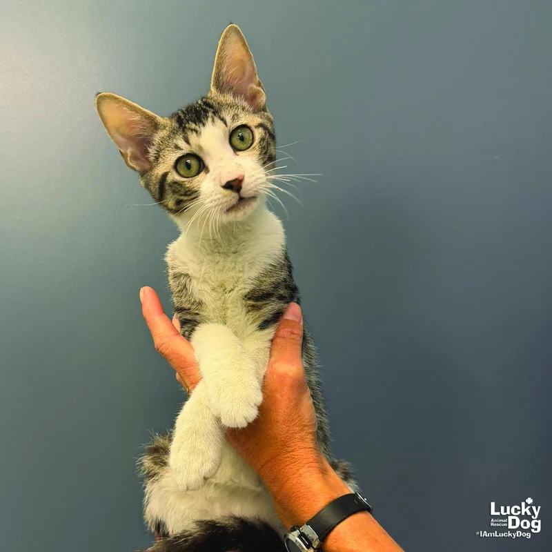 A baby medium-sized male Domestic Short Hair cat named Rory for adoption in Washington, DC