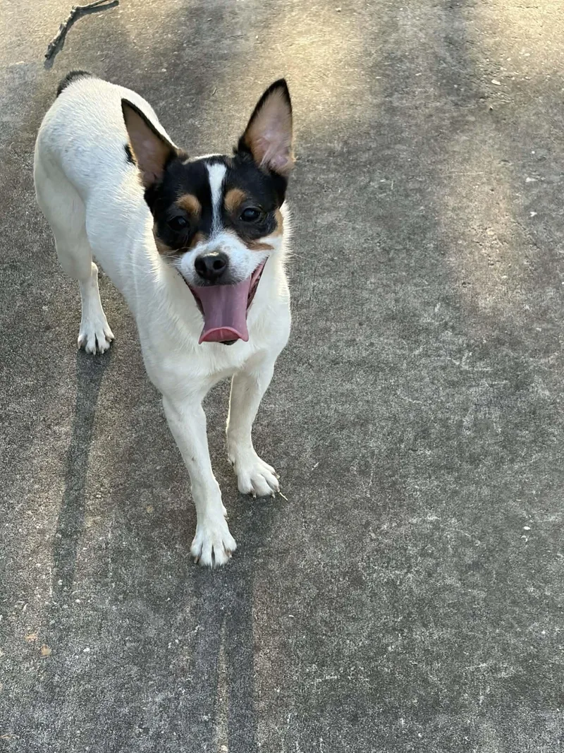 A young small-sized male Rat Terrier dog named Rizzy for adoption in Panama City, FL