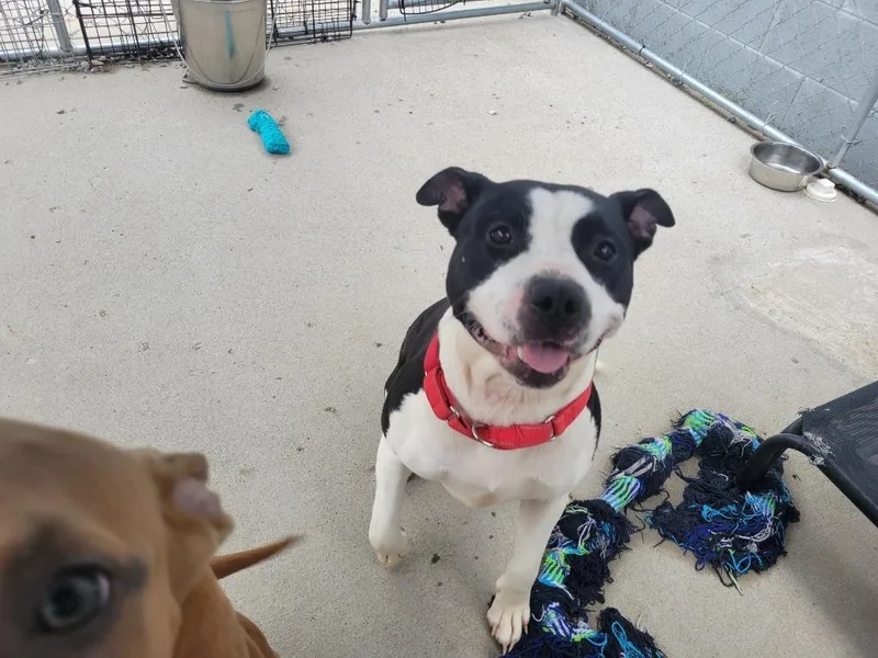 A young large-sized female Pit Bull Terrier dog named Tessa for adoption in Camden, TN
