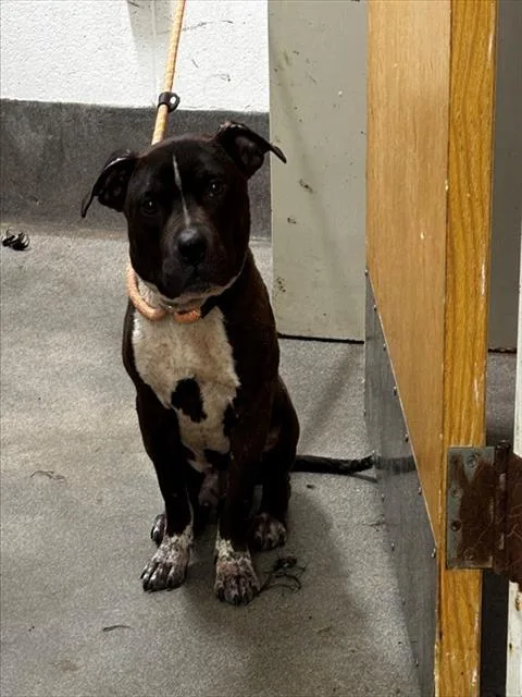 A young medium-sized male Pit Bull Terrier dog named Hart for adoption in Upper Marlboro, MD