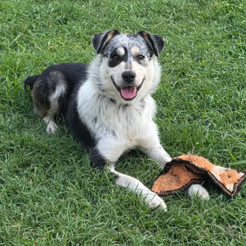 An adult medium-sized female Black Australian Cattle Dog / Blue Heeler dog named Charity for adoption in Brownsboro, AL
