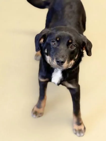 An adult medium-sized female Cardigan Welsh Corgi dog named Petunia for adoption in Bowling Green, KY