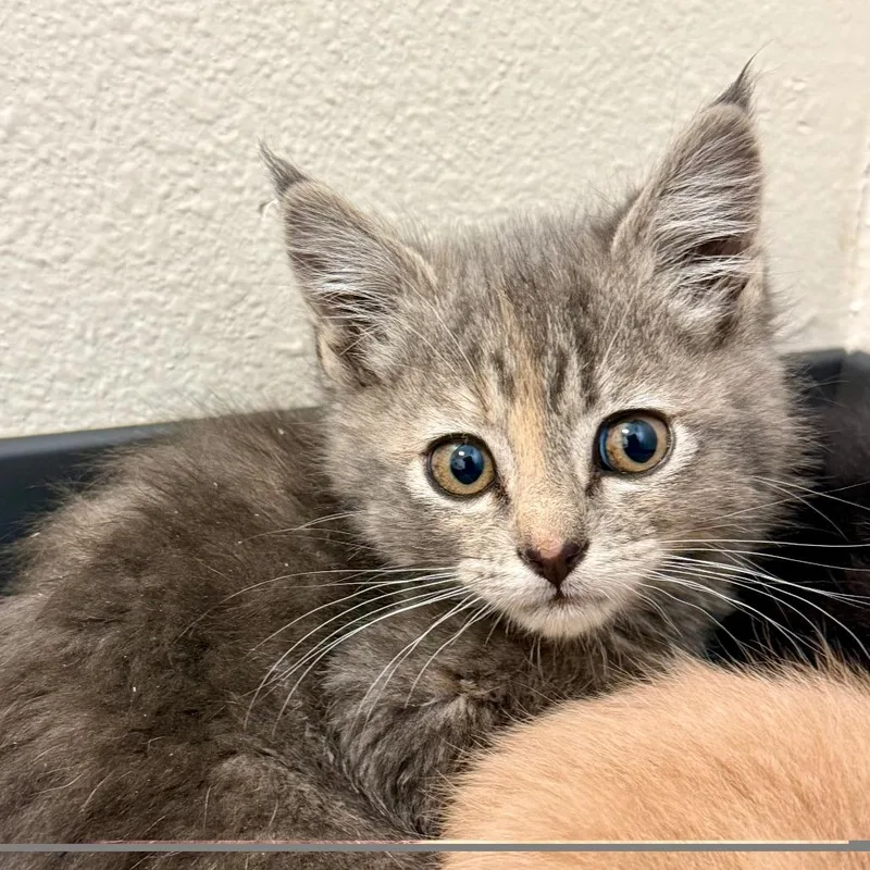 A baby small-sized female Gray / Blue / Silver Domestic Medium Hair cat named Mabel for adoption in Cody, WY