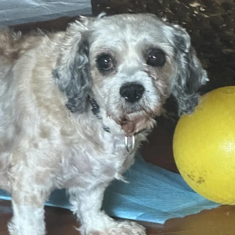 An adult medium-sized female Yellow / Tan / Blond / Fawn Mixed Breed dog named Dollop for adoption in Hinsdale, IL