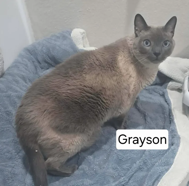 An adult large-sized male Tonkinese cat named Grayson for adoption in San Jacinto, CA
