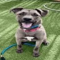 A young medium-sized male Gray / Blue / Silver Labrador Retriever dog named Leif for adoption in Kanab, UT