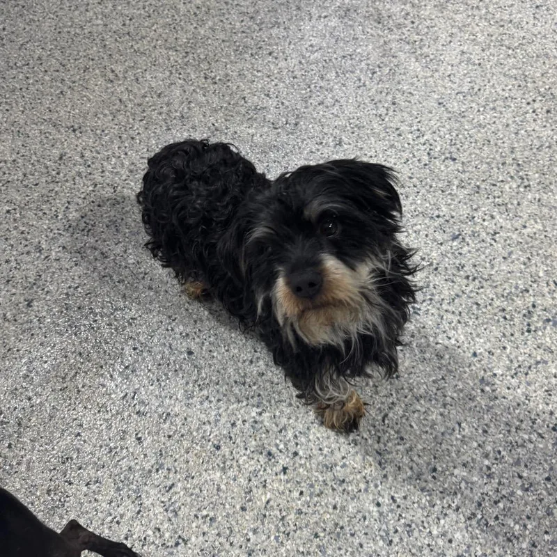 An adult small-sized male Black Terrier dog named Eddie for adoption in Newberg, OR