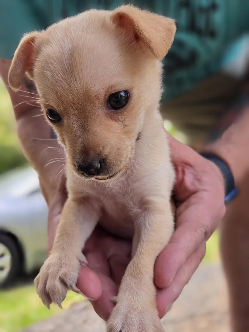 A baby small-sized male Chihuahua dog named Little Feller for adoption in Knoxville, TN