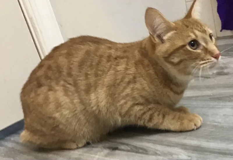 A baby large-sized male Orange / Red Domestic Short Hair cat named Mert for adoption in Lemoyne, PA