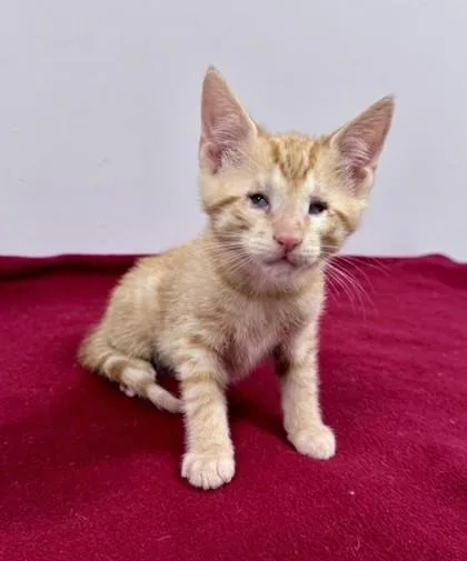 A baby small-sized male Tabby (Orange / Red) Domestic Short Hair cat named Opossum for adoption in Bishop, GA