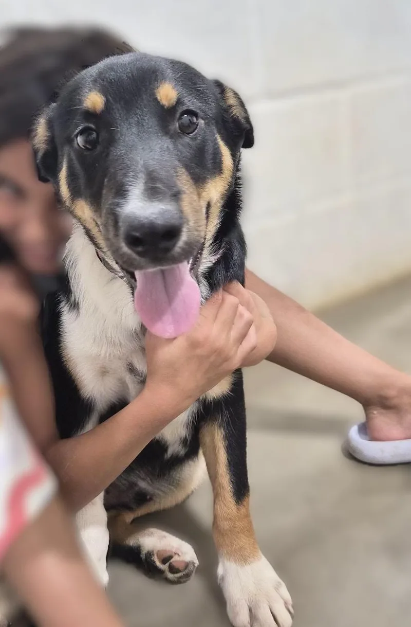 A baby medium-sized male Tricolor (Brown, Black, & White) Border Collie dog named Huck for adoption in Montague, TX