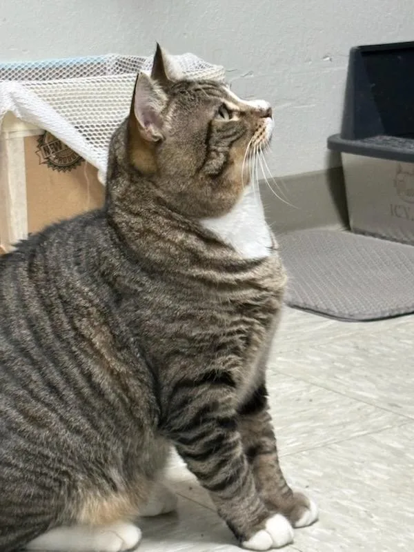An adult medium-sized male Tabby (Brown / Chocolate) Domestic Short Hair cat named Brody for adoption in Rochester, WA
