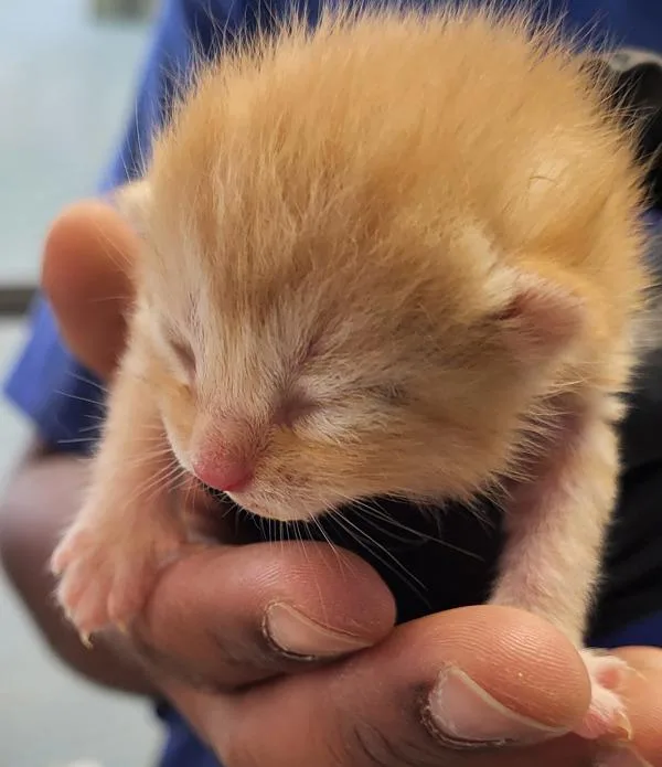 A baby small-sized female Domestic Short Hair cat named Fm for adoption in Lawrenceville, GA