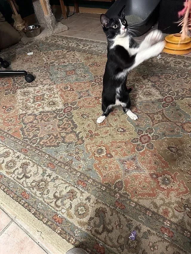 A young medium-sized male Black & White / Tuxedo Domestic Short Hair cat named Armenia for adoption in Tampa, FL