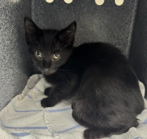 A baby small-sized male Domestic Short Hair cat named Max for adoption in Naples, FL