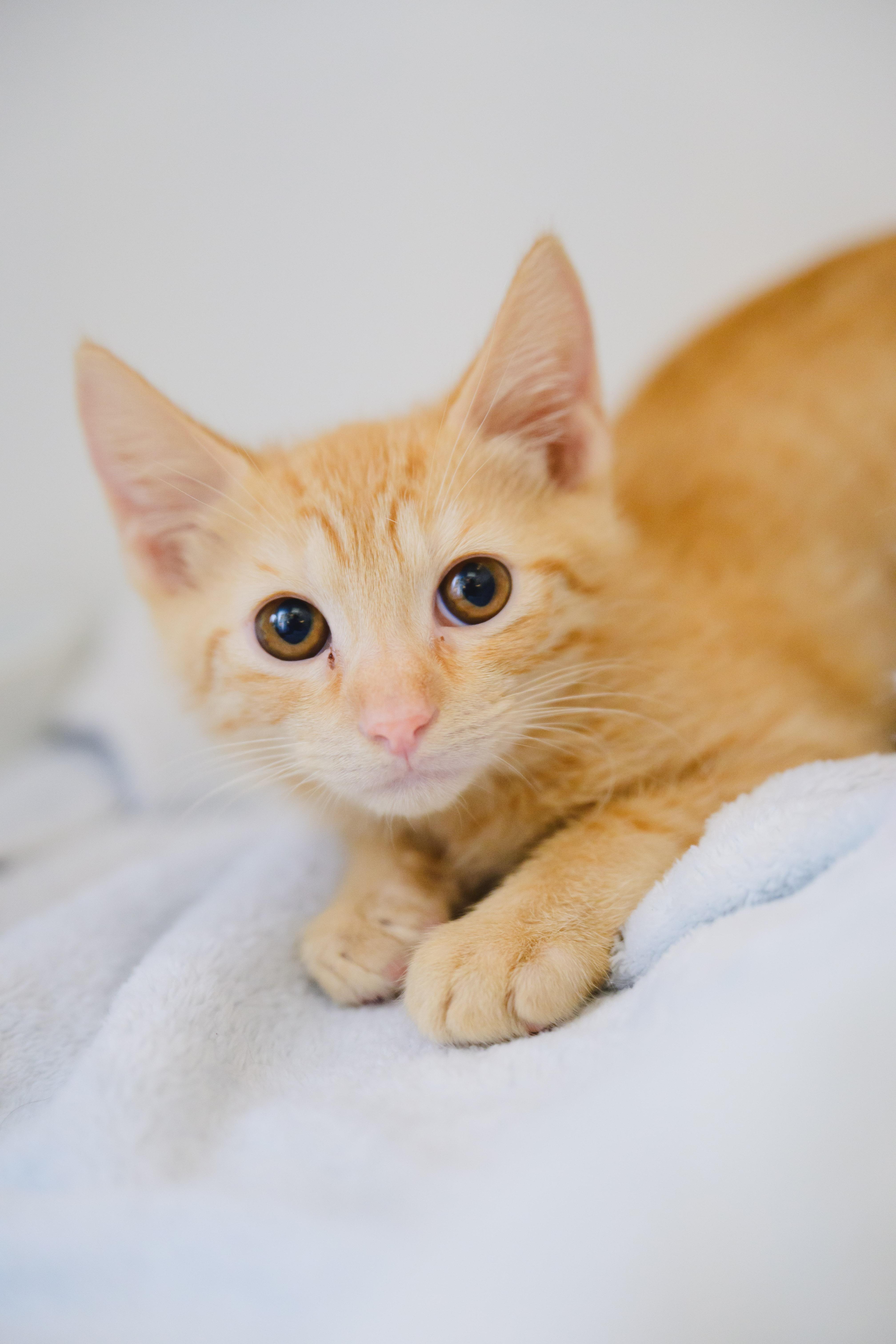 A baby small-sized male Domestic Short Hair cat named Tesla for adoption in Honolulu, HI