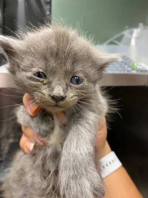 A baby small-sized male Domestic Medium Hair cat named Godzilla for adoption in Rancho Cucamonga, CA