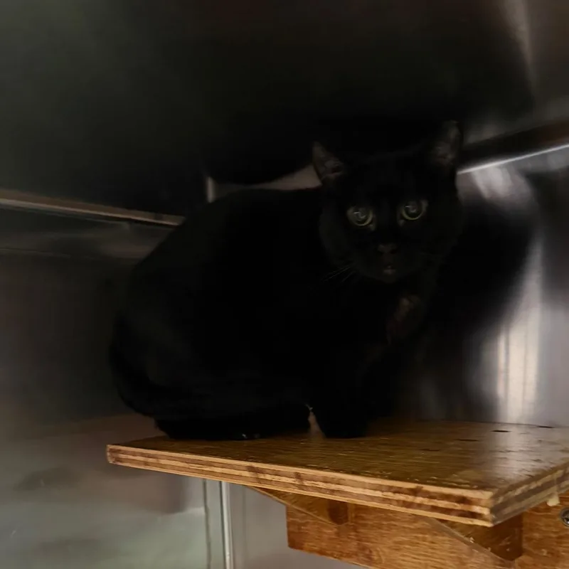 An adult large-sized female Black Domestic Short Hair cat named Sable for adoption in Pensacola, FL