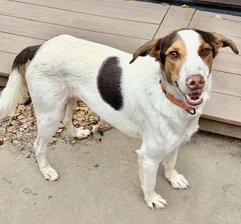 A young medium-sized male Jack Russell Terrier dog named Lucky for adoption in Omaha, NE