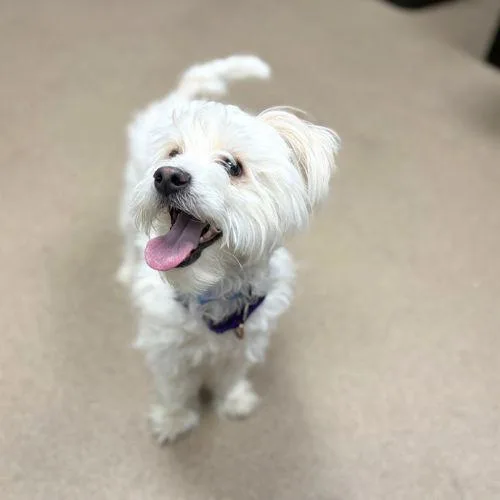 A young small-sized male Poodle dog named Stuart Little for adoption in Aurora, CO