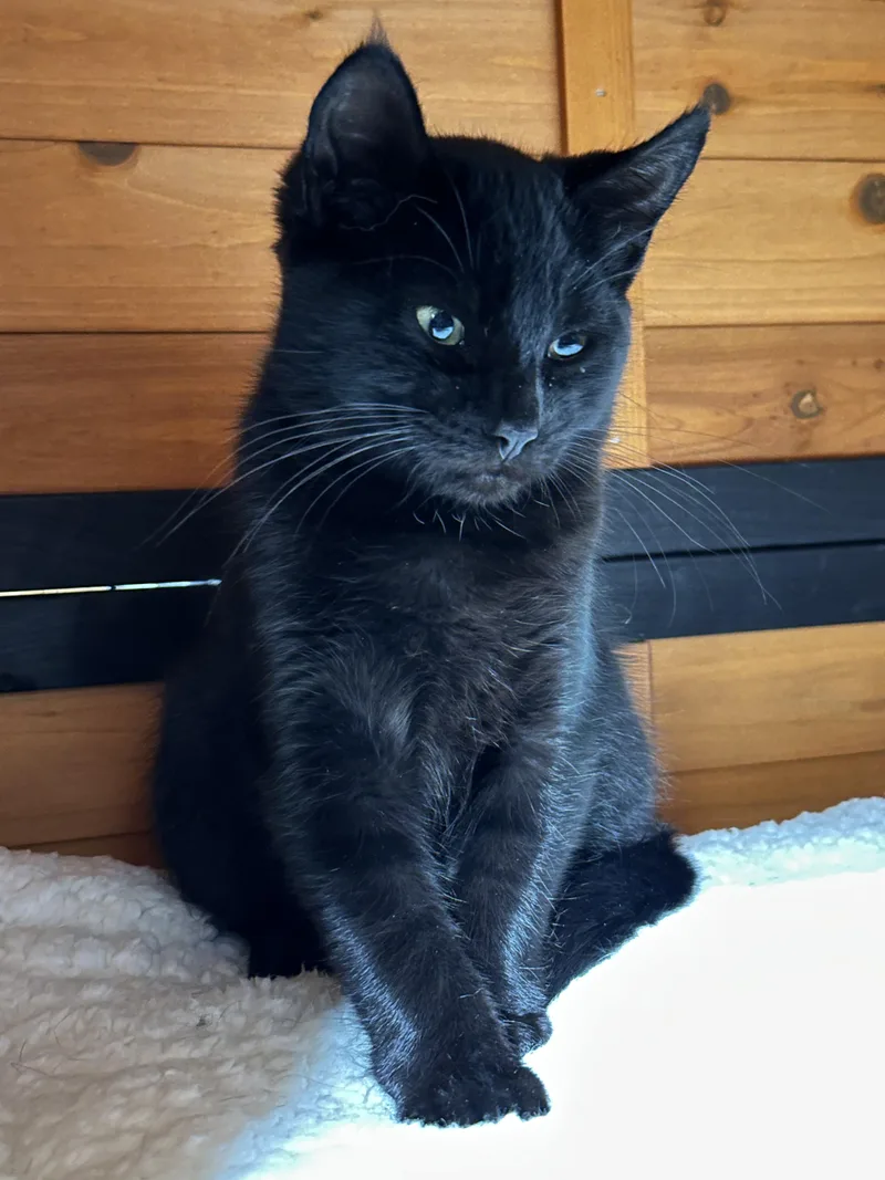 A baby small-sized male Black Domestic Short Hair cat named Binx for adoption in Roscoe, NY