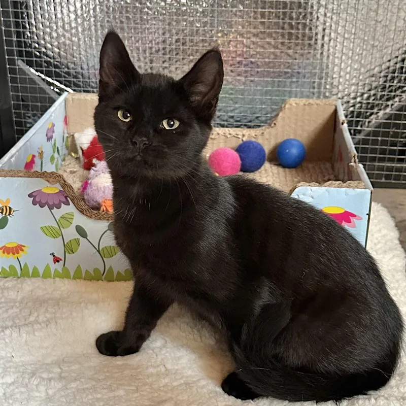 Binx thumbnail 3