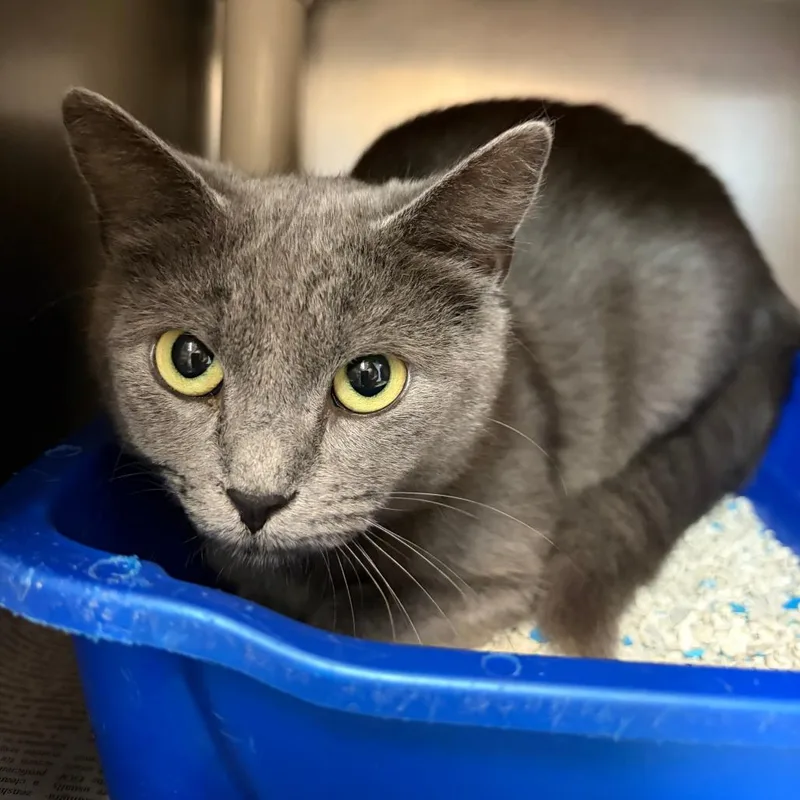 A young medium-sized female Gray / Blue / Silver Domestic Short Hair cat named Bellatrix for adoption in Newport, NC