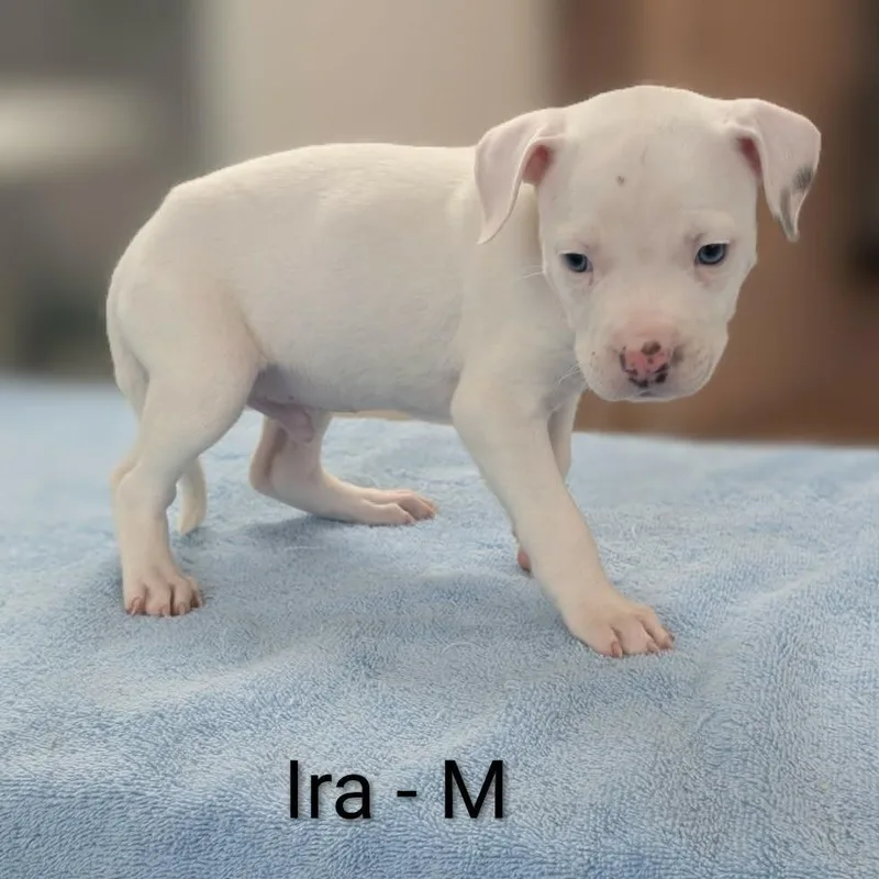 A baby medium-sized male White / Cream Pit Bull Terrier dog named Ira for adoption in Griswold, CT