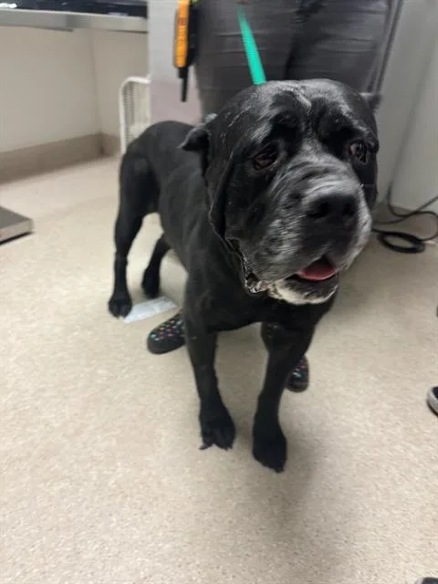 An adult large-sized female Cane Corso dog named Lyra for adoption in Bakersfield, CA
